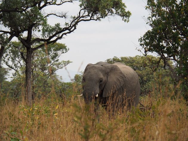 <i>Nummer 1 van de Big Five is gespot: de olifant!<o:p><\/o:p></i>