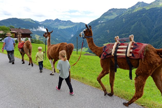 Lama Trekking in Montafon