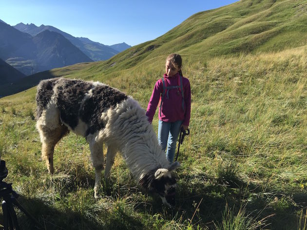 Lama`s blijken prima kindervrienden te zijn