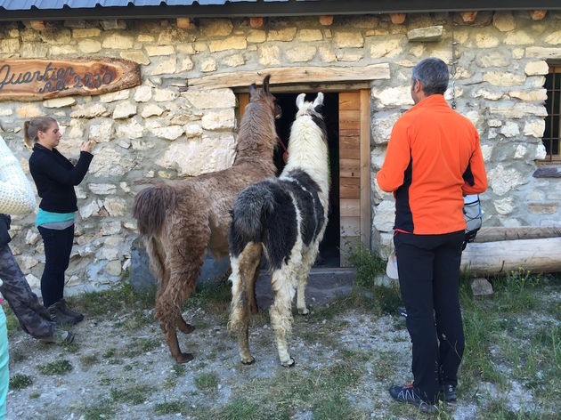 Lama`s zijn net mensen