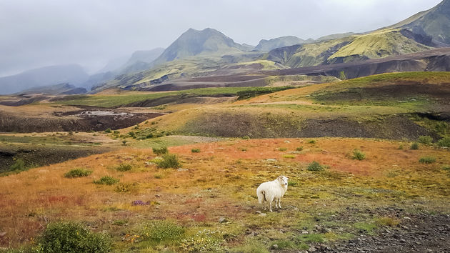 `Laugavegur` betekent in het IJslands `de weg naar warme bronnen`