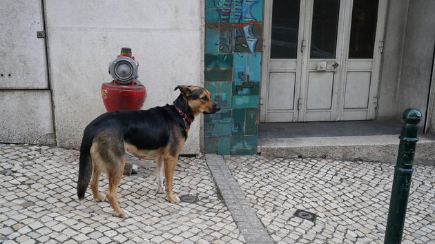 Ook in Lissabon lopen deze los, smekend om eten