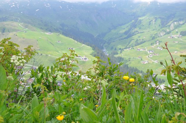 Maak een kruidenwandeling in het Gro\u00dfes Walsertal