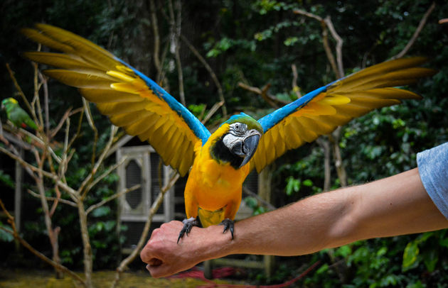 Je kunt vrij dicht bij de vogels komen