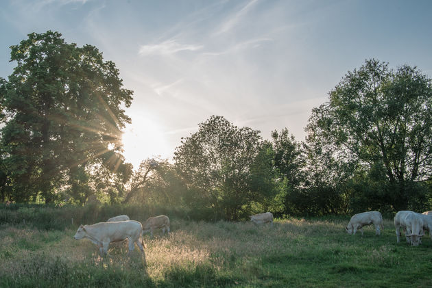 Deze grazers ga je sowieso tegenkomen als je wandelt door het Markdal