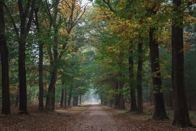 Het boswachterspad is een route van 7 kilometer