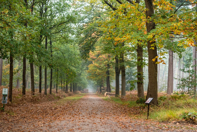 Het Mastbos wordt in de herfst n\u00f3g mooier