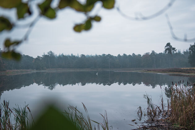 We spotten een witte reiger in een van de meertjes in het bos