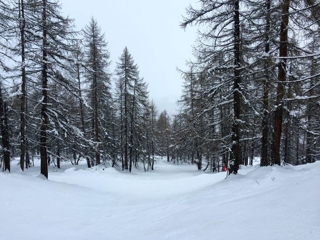 Ski\u00ebn tussen de lariksbomen in de Melezone