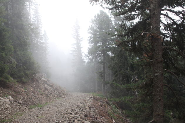 mist-ochtend-bomen