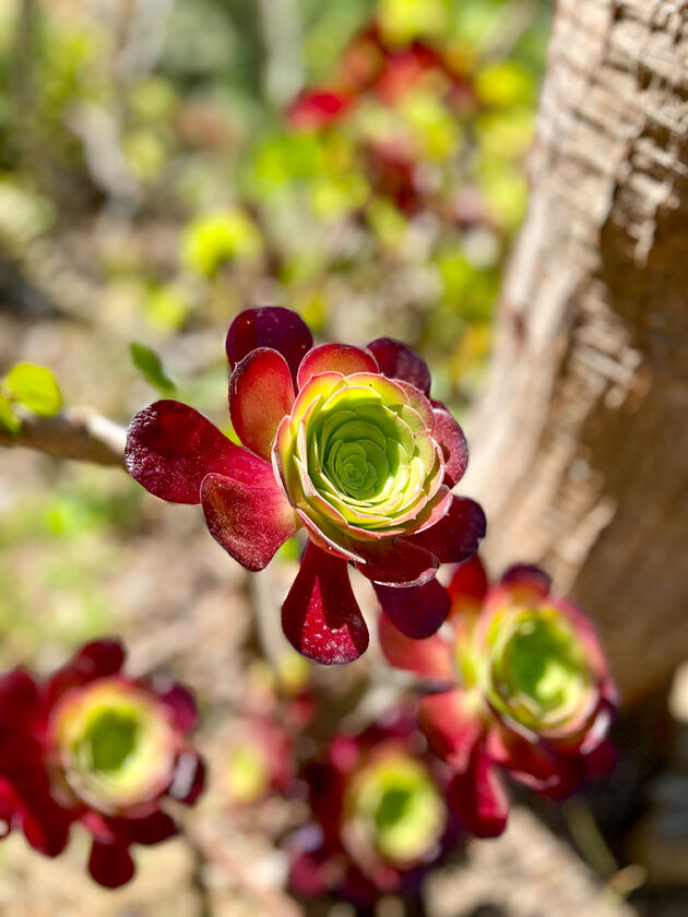 Vetplanten in allerlei soorten en maten