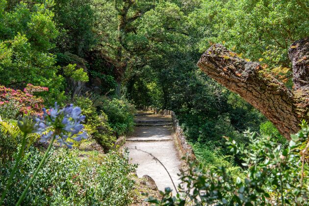 Wandelen door de groene paleistuin van Pal\u00e1cio de Monserrate