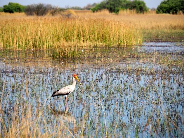 De moerassen zijn ook een geliefde woonplaats voor allerlei vogelsoorten.