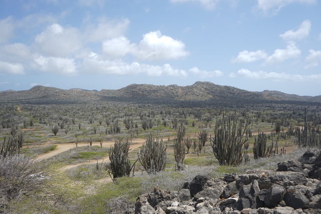 De hoeveelheid cactussen op Bonaire is werkelijk waar bizar.