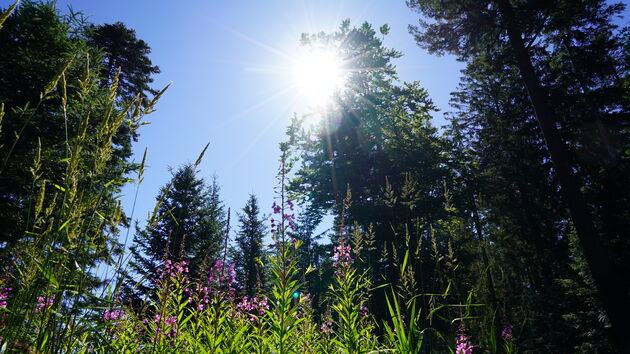 Een blauwe lucht, de zon en de natuur, ochtend in het Zwarte Woud