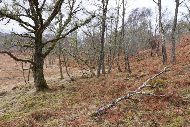 Prachtige Schotse natuur