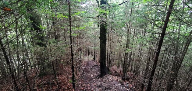 Voor de afdaling vanuit Neuschwanstein bewandelden wij bepaald niet de gebaande paden.