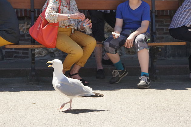 De bekendste en meest brutale bewoners aan de kust van Normandie