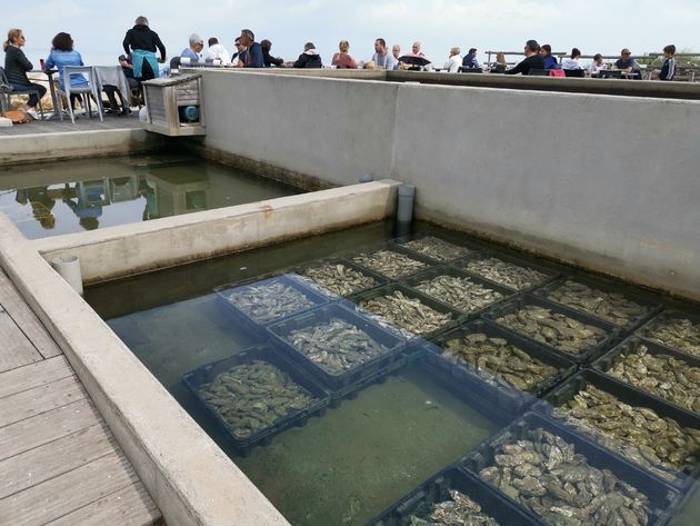 Verse oesters in een oesterbar op Saint Martin de Re\u0301