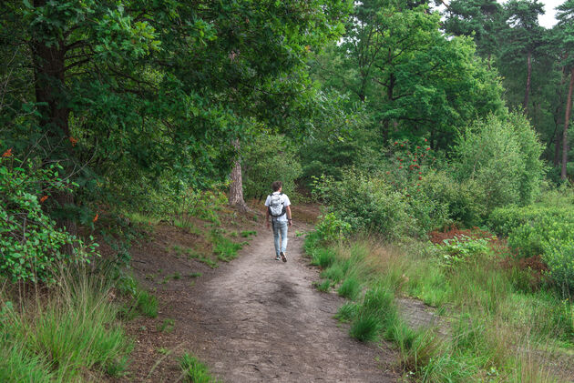 Wandelen door de Oisterwijkse bossen