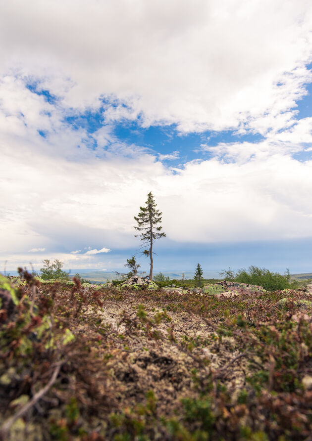 De oudste boom ter wereld!\u00a9 Viktorishy - Adobe Stock