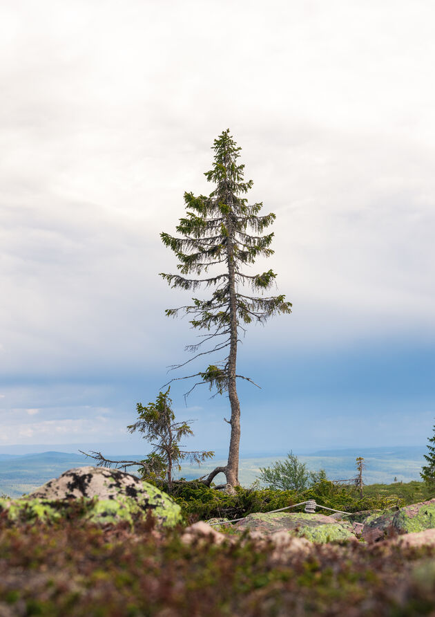 Old Tjikko in Dalarna, Zweden\u00a9 Viktorishy - Adobe Stock