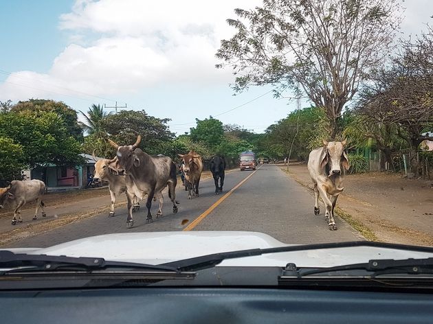 Rondreizen op Ometepe is een heel avontuur.