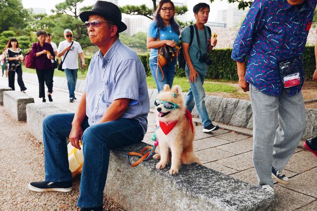 De coolste shiba inu van Osaka