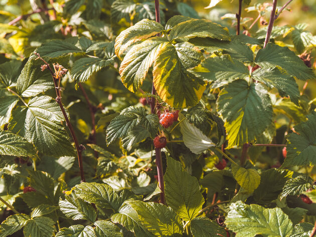 In de zomer kun je overal in Lapland bessen plukken