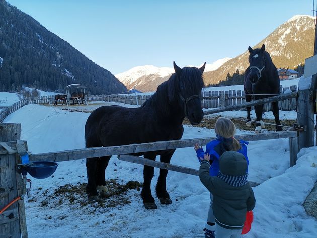 Paarden op de vakantieboerderij!