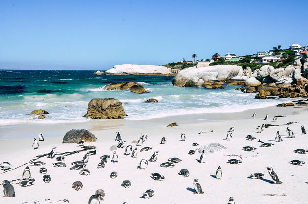 Pingu\u00efns op Boulders Beach in Zuid-Afrika