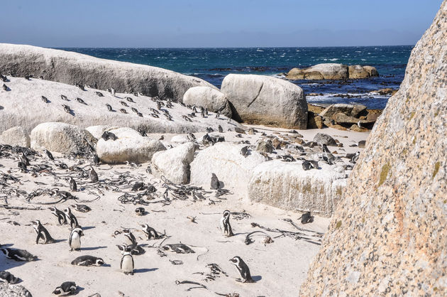 Het kan op Boulders Beach behoorlijk hard waaien, maar daar hebben deze dieren geen last van