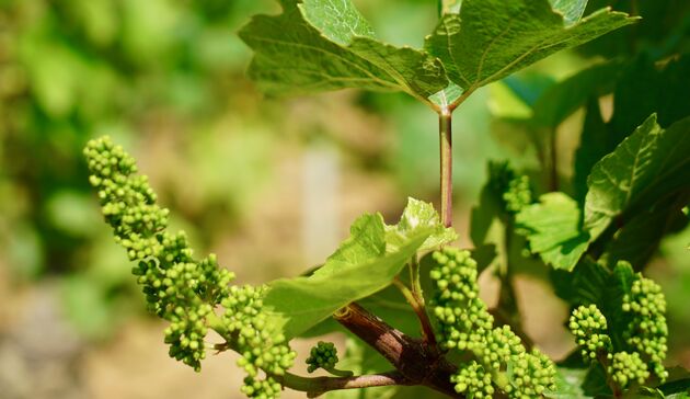 De hoofdrolspeler van deze roadtrip, de Pinot Noir