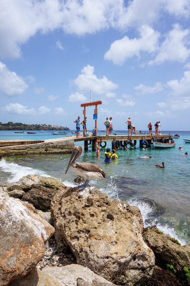 Schildpadden spotten op Playa Grandi