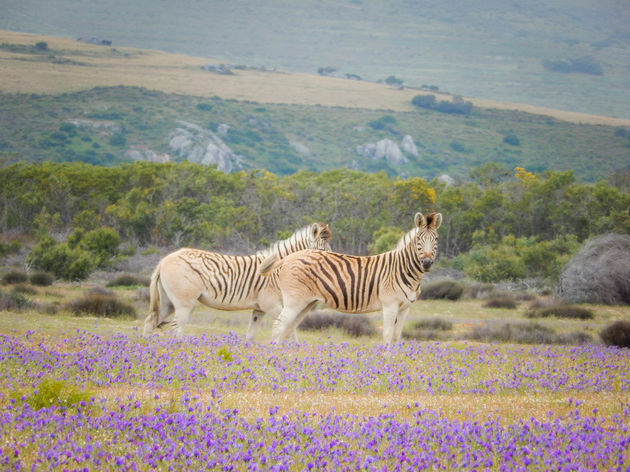 De quagga is weer terug in Zuid-Afrika