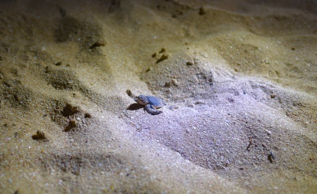 Baby schildpadjes spotten in Ras al Jinz