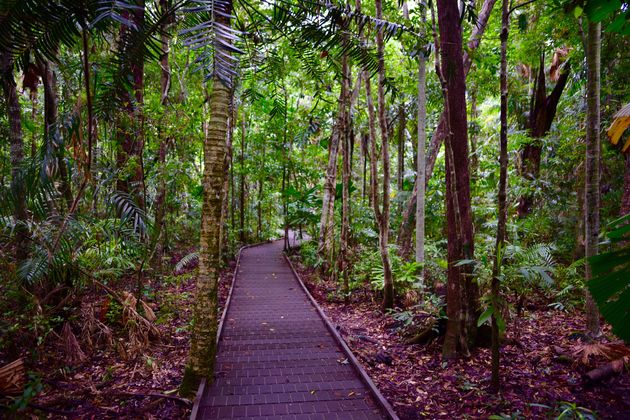 Een van de boardwalks die je in Daintree kunt doen