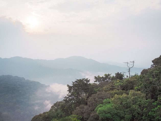 ...en ontdek het Nyungwe National Park vanuit een vogelperspectief.