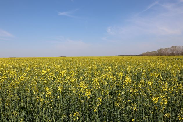 Bloemenvelden onderweg geven de reis naar Dessau kleur