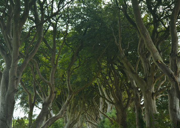 The Dark Hedges, een beroemde filmlocatie uit Game of Thrones