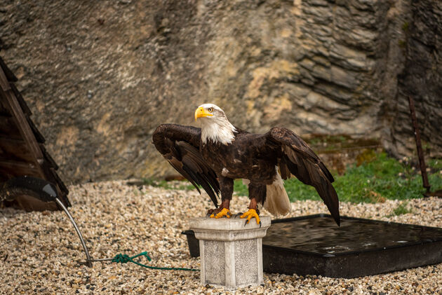 Veel bezoekers komen voor de roofvogelshow