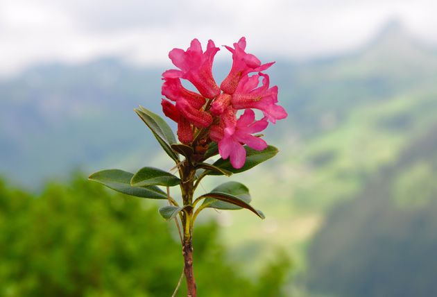 Alpenroos in bloei