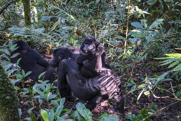 Hier komen we voor: de gorilla`s!