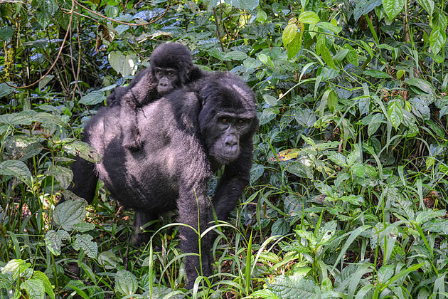 Baby-gorilla`s \u2665