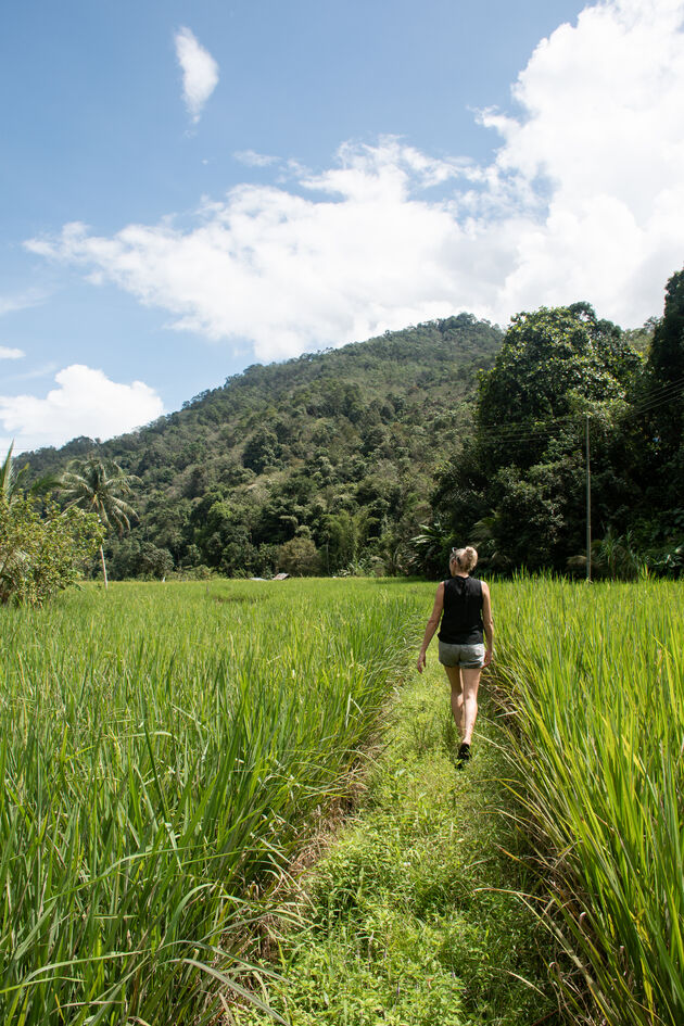 Of heerlijk ronddwalen op het platteland. Op deze foto zijn op Sabah, Maleisische deel van Borneo.