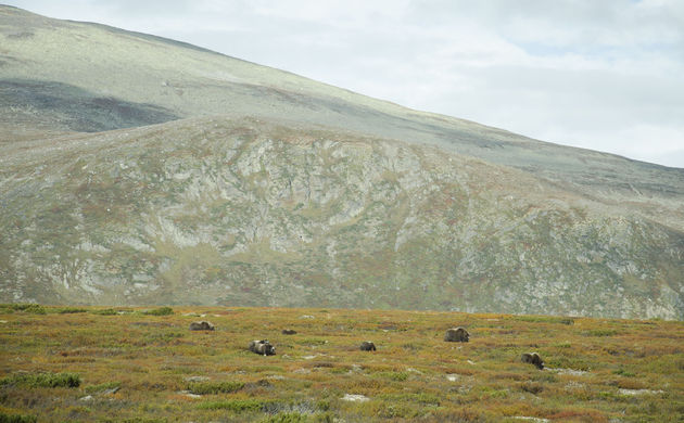 Op muskusos-safari in de Noorse bergen!