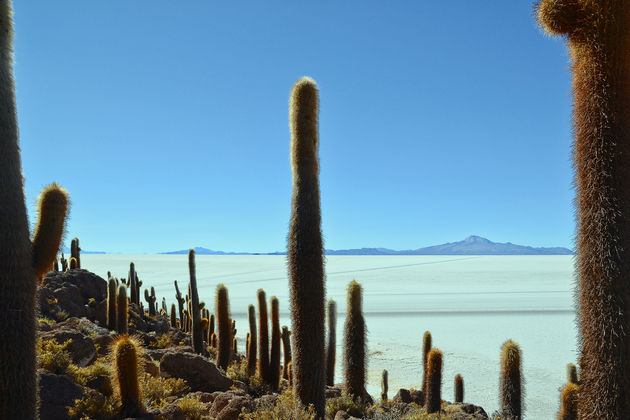 Tijdens de tour heb je tijd genoeg om een rondje over het cactuseiland heen te lopen.