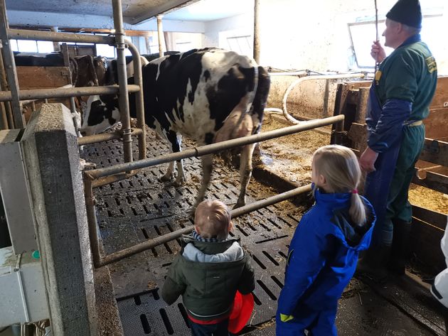 Samen met boer Peter naar de koeien en varkensstal op de vakantieboerderij in Zuid Tirol