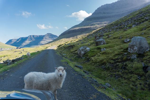 Dat kan zomaar gebeuren: een road block door schapen \u00a9 alessandro - Adobe Stock