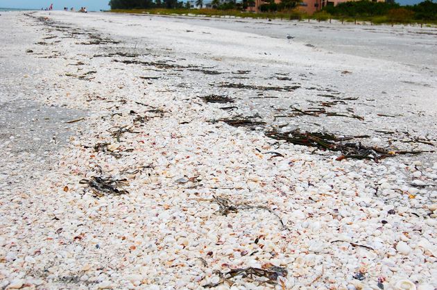 Schelpen zoeken op Sanibel Island